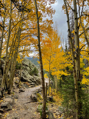 Fototapeta premium Golden autumn hues along Colorado hiking trail with vibrant yellow aspen trees and falling leaves creating a fall landscape
