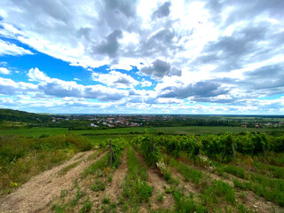 Fototapeta premium view from the mountain to the vineyards