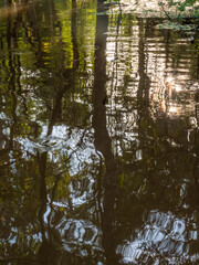 Rainforest on the Amazon west of Amanã in Brazil, reflected in the Amazon.