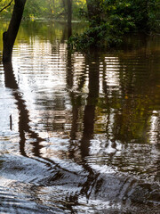 Tropical trees stand in the water of the Amazon and are reflected by the surface of the water.