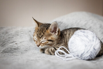 Cute little, gray kittens playing with a ball of thread together on a plain background.