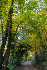 Chestnut forest, with leaves in warm shades of yellow, orange, and brown. Sunlight filters gently through the branches, creating a golden glow effect on the leaves. Castañar de Ibor, Cáceres, Spain