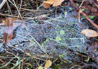 Spider web covered with tiny water droplets that shine like tiny pearls. The droplets are...