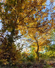 Chestnut forest, with leaves in warm shades of yellow, orange, and brown. Sunlight filters gently through the branches, creating a golden glow effect on the leaves. Castañar de Ibor, Cáceres, Spain