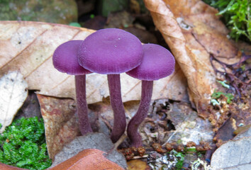 Three purple mushrooms in autumn in a chestnut forest.  Castañar de Ibor, Cáceres, Spain