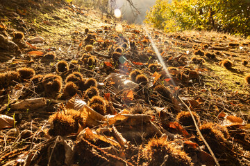 In a chestnut forest, chestnut hedgehogs and leaves in warm shades of yellow, orange, and brown...