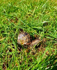 A snail slowly crawls across the grass, its spiral shell glistening in the light. The close-up reveals its delicate texture and the subtle details of its journey through the vibrant green blades.