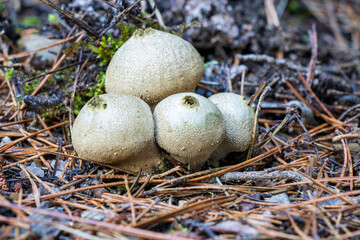 Set of Lycoperdon Perlatum mushrooms in the pine forest	