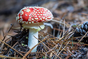 Fly agaric mushroom in the forest