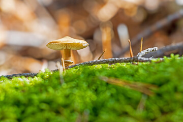 small mushrooms on moss in sunlight
