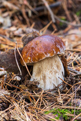 Close-up of a Boletus in the forest