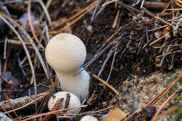 Close-up of a Lycoperdon perlatum mushroom in the forest