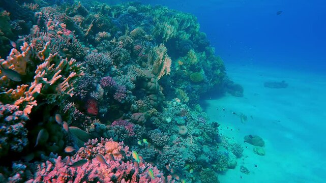 Swimming over a colorful coral reef bordering a sandy seabed, with a variety of tropical fish swimming around, Slow Motion, Camera moving forwards
