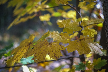 In autumn, the park transforms into a breathtaking scene as leaves turn golden, red, and orange, blanketing the ground in warm colors while a crisp breeze stirs the air.