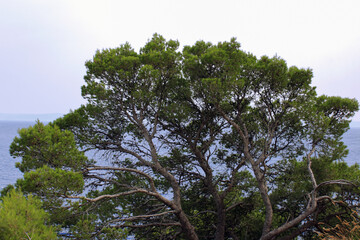 Green maritime pine against the background of mountains. Nature in summer. Beautiful landscape. Vacation and summer concept. Green pines on the background of mountains