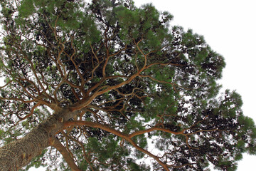 Tall tree. Coniferous tree. Tree with blue sky and white clouds. Mediterranean flora, evergreen coniferous tree. Nature in summer. Green pine. Green maritime pine. Tropical nature. bottom view