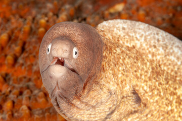 Malaysia, Sabah, Mabul, Grey Moray (Gymnothorax nubilus)