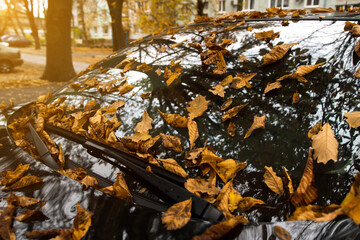 Fallen autumn leaves on a car windshield with trees reflecting on the glass. A serene image capturing the essence of the fall season, perfect for seasonal themes and outdoor ambiance.