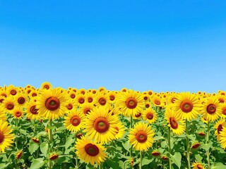 Obraz premium Vast sunflower field with bright yellow blooms under a clear blue sky, perfect for summer backgrounds, field, rural