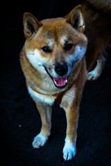 portrait of a Shiba Inu