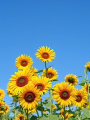 Obraz premium Vibrant field of blooming sunflowers under a clear blue sky, outdoors, sunflowers