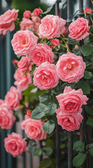 Naklejka premium Pink rose blooms creating entrance beauty by gate image