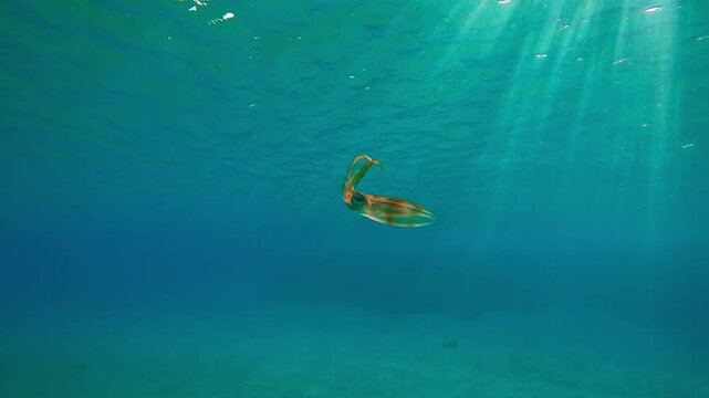 Baby Tiger calamari swims in turquoise water under bright sun rays shining in sunlight, Baklit (Contre-jour) Slow motion of Bigfin reef squid or Oval squid, Sepioteuthis lessoniana in sunny day