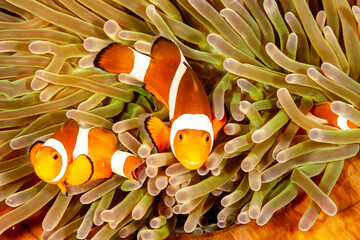 Malaysia, Sabah, Mabul, Ocellaris Clownfish (Amphiprion ocellaris) in Sea Anemone (Heteractis...