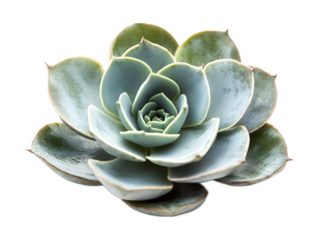 Succulent on a transparent background. isolated background.