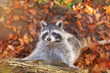 Portrait of a striped raccoon against the background of autumn leaves, photo of an animal....