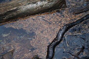 Lac Vert à Névache (05)