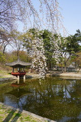 Empty Pagoda on the Water with Cherry Blossoms - Vertical