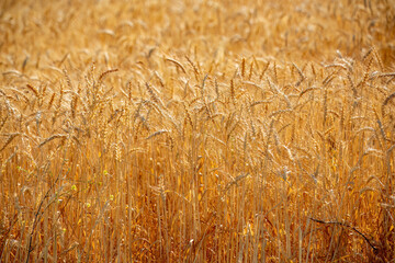 Wheat ears in the sunlight