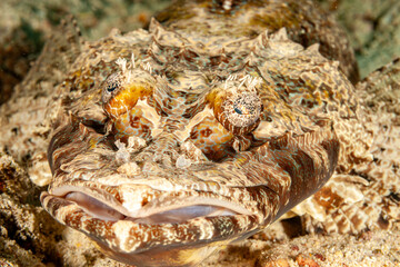 Malaysia, Sabah, Mabul, Crocodilefish (Cymbacephalus beauforti), De Beaufort's flathead
