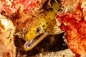 Malaysia, Sabah, Mabul, Fimbrated Moray Eel (Gymnothorax fimbriatus)