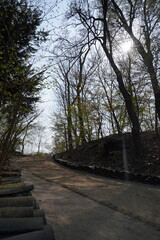 Empty Pathway in the Woods