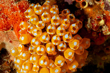 Malaysia, Sabah, Mabul, Ascidians - White-spotted sea squirt (Pycnoclavella diminuta) - Colony of tunicata