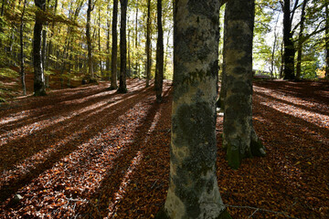 Autumn in the forest. Beech forest in autumn