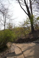 Empty Pathway in the Woods
