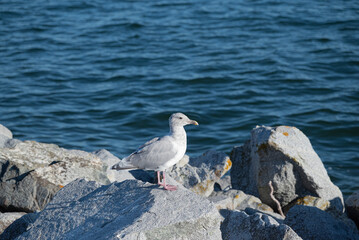 Fototapeta premium Seagull on a rock by the sea, closeup of photo