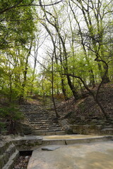 Empty Stairs in Woods