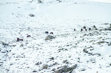 wild horses called garranos in the snowy mountains of the Peneda Geres National Park, in Portugal.