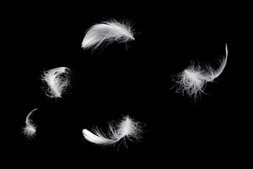 White feather isolated on a black background.