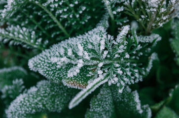Beatiful frozen plants. Hoarfrost on the leaves. Natural winter background. Macro nature