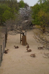 Deer Lounging under Cherry Blossoms