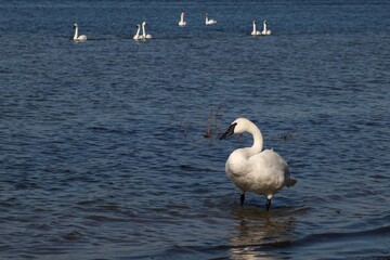 Swans swimming in the lake