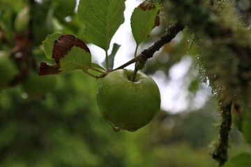 Green apple on the tree