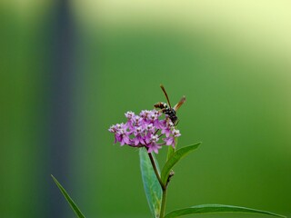 Hornet on a flower