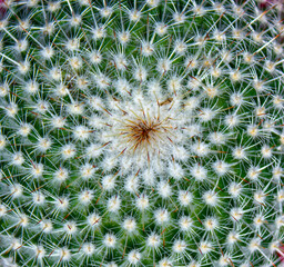 close up of cactus © James Dandy
