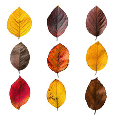 Fototapeta premium autumn leaves Isolated On Transparent Background